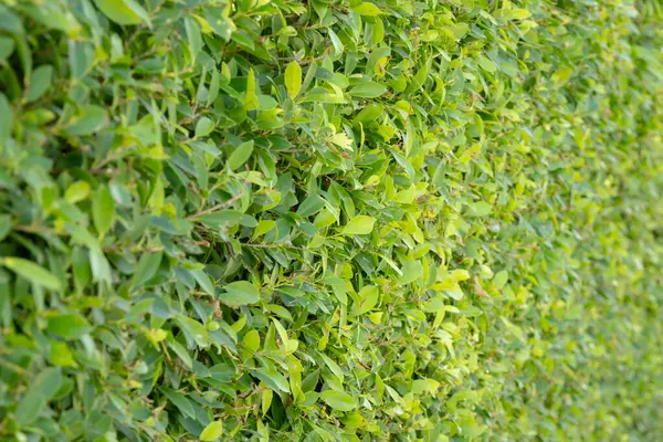 Yoğun yeşil bir çitin yakın çekimi, canlı yeşilliklerden oluşan doğal bir duvar oluşturuyor. Üniforma dokusu ve zengin rengi huzur ve huzuru çağrıştırıyor..