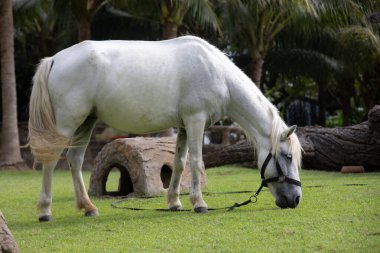 Görkemli beyaz bir aygır yemyeşil bir alanda huzur içinde otluyor. At gölgeli bir ağacın altında duruyor. Arka planda palmiye ağaçları var. Huzurlu ve huzurlu bir manzara yaratıyor..