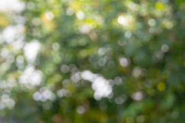 Yeşil bir bokeh arka planının güzel soyut görüntüsü. Yumuşak, odak dışı çevreler rüya gibi ve ruhani bir atmosfer yaratıyor..