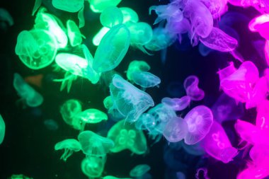 Canlı mavi ve yeşil neon ışıklarıyla aydınlatılan büyük bir grup renkli denizanasının yer aldığı büyüleyici sualtı sahnesi..