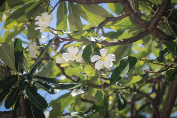 Beyaz plumeria çiçekleri yemyeşil yaprakları olan bir ağaçta açar, parlak mavi gökyüzüne karşı güneşlenirler..