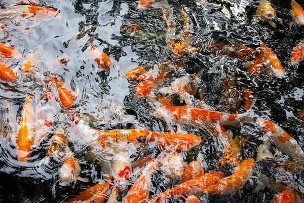 Renkli koi balığı. Turuncu, beyaz ve siyah koiler berrak suda zarafetle yüzerek büyüleyici bir renk ve hareket gösterisi yaratırlar.