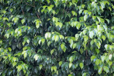 Çalı üzerinde yoğun yeşil yapraklar, gür ve canlı doğal desen, açık hava düzeni.
