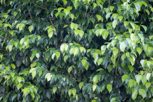 Çalı üzerinde yoğun yeşil yapraklar, gür ve canlı doğal desen, açık hava düzeni.