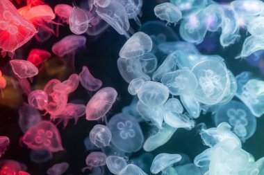 Canlı mavi ve yeşil neon ışıklarıyla aydınlatılan büyük bir grup renkli denizanasının yer aldığı büyüleyici sualtı sahnesi..