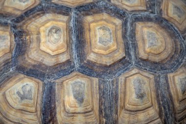 Kaplumbağa kabuğunun makro görüntüsü eşsiz desenlerini ve doğal dokularını kahverengi ve bej tonlarında sergiliyor..