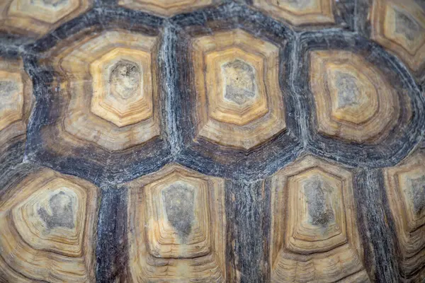 Kaplumbağa kabuğunun makro görüntüsü eşsiz desenlerini ve doğal dokularını kahverengi ve bej tonlarında sergiliyor..