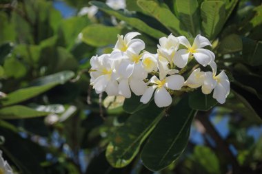 Beyaz plumeria çiçekleri yemyeşil yaprakları olan bir ağaçta açar, parlak mavi gökyüzüne karşı güneşlenirler..