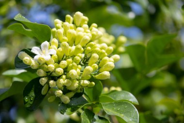 Murraya, yemyeşil yaprakların arasında küçük yeşil tomurcuklardan oluşan bir panikleme yaşıyor. Yumuşak gün ışığında yıkanmış