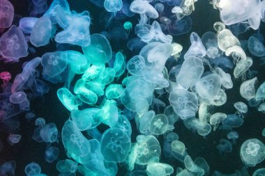 Canlı mavi ve yeşil neon ışıklarıyla aydınlatılan büyük bir grup renkli denizanasının yer aldığı büyüleyici sualtı sahnesi..