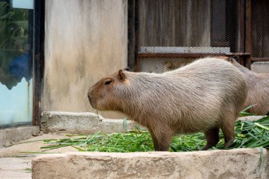 Büyük, kahverengi bir Capybara kumlu bir muhafaza üzerinde oturur ve bir çimen yaprağını kemirir. Rahatlamış ifadesi ve nazik tavrı onu hayvanat bahçesi ziyaretçileri arasında popüler bir hayvan yapıyor..