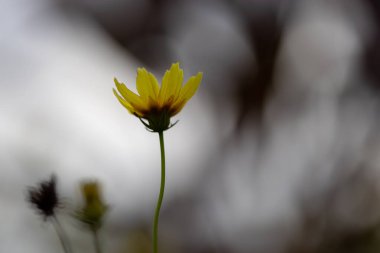 Titreyen sarı çim tohumu çiçekleri sıcak güneş ışığında güneşlenir. Her çiçeğin narin taç yaprakları mükemmel bir şekilde aydınlatılmış, çarpıcı bir renk ve doku gösterisi yaratıyor..