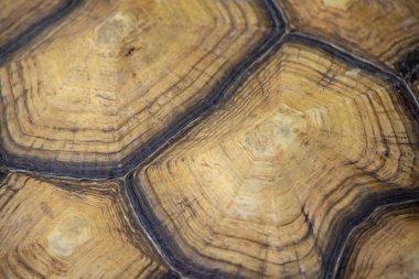 Kaplumbağa kabuğunun makro görüntüsü eşsiz desenlerini ve doğal dokularını kahverengi ve bej tonlarında sergiliyor..