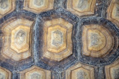 Kaplumbağa kabuğunun makro görüntüsü eşsiz desenlerini ve doğal dokularını kahverengi ve bej tonlarında sergiliyor..