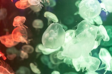 Canlı mavi ve yeşil neon ışıklarıyla aydınlatılan büyük bir grup renkli denizanasının yer aldığı büyüleyici sualtı sahnesi..