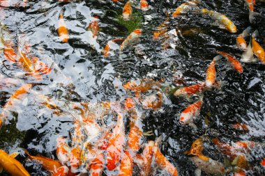 Renkli koi balığı. Turuncu, beyaz ve siyah koiler berrak suda zarafetle yüzerek büyüleyici bir renk ve hareket gösterisi yaratırlar.