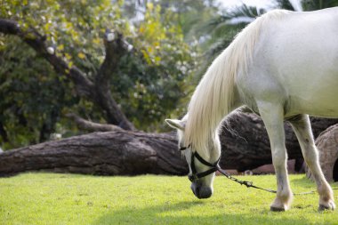 Görkemli beyaz bir aygır yemyeşil bir alanda huzur içinde otluyor. At gölgeli bir ağacın altında duruyor. Arka planda palmiye ağaçları var. Huzurlu ve huzurlu bir manzara yaratıyor..