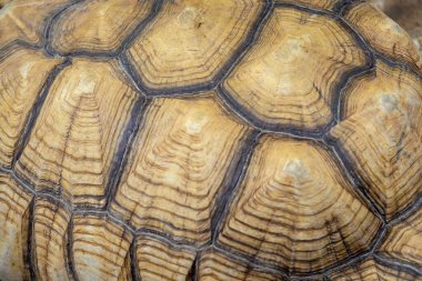 Kaplumbağa kabuğunun makro görüntüsü eşsiz desenlerini ve doğal dokularını kahverengi ve bej tonlarında sergiliyor..