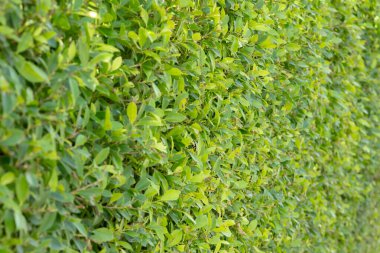 Yoğun yeşil bir çitin yakın çekimi, canlı yeşilliklerden oluşan doğal bir duvar oluşturuyor. Üniforma dokusu ve zengin rengi huzur ve huzuru çağrıştırıyor..