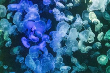 Canlı mavi ve yeşil neon ışıklarıyla aydınlatılan büyük bir grup renkli denizanasının yer aldığı büyüleyici sualtı sahnesi..