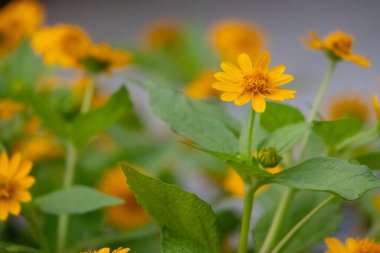Parlak sarı Melampodium divaricatum çiçeklerinin yakın plan çekimi, Butter Daisies olarak da bilinir. Titreyen çiçekler, yumuşak yeşil yapraklara karşı duruyor..
