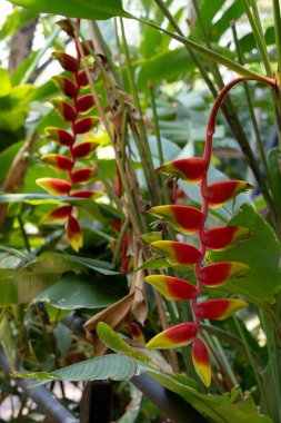 Canlı Heliconia rostrata çiçekleri, aynı zamanda Istakoz Pençesi ya da Sahte Cennet Kuşu olarak da bilinir. Çarpıcı kırmızı ve sarı frenler aşağı sarkıyor, tropik bir bahçede yemyeşil yapraklarla çevrili..