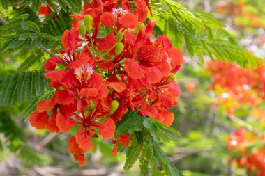 Flamboyant ağacının parlak turuncu kırmızı çiçekleri (Delonix regia), ayrıca Royal Poinciana veya Alev ağacı olarak da bilinir. Tüylü yeşil yapraklar, açık gökyüzüne karşı alevli çiçeklere karşı bir tezat oluşturuyor..