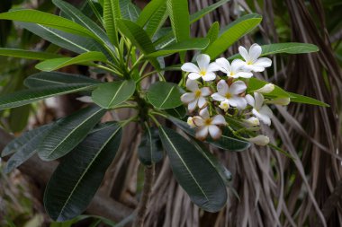 Zarif beyaz Plumeria pudica çiçekleri, ayrıca gelin buketi ya da Evergreen Frangipani olarak da bilinir. Sarı merkezli narin beyaz taç yaprakları uzun, koyu yeşil yapraklarla çok güzel tezat oluşturuyor. Bu görüntü bu resimlerin saflığını ve tazeliğini yakalar.