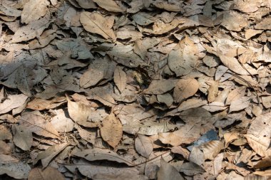 Toprağı kaplayan kuru ve kahverengi yapraklardan oluşan yoğun bir katmanın yukarıdan aşağı yakın çekimi. Güneş ışığı gölgeler yaratır ve düşen yaprak yığınının çeşitli doku ve şekillerini vurgular..