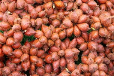 Yılan meyvesi olarak da bilinen Salacca meyveleri yığını eşsiz kırmızımsı kahverengi, pullu derilerini ve dikenli görünüşlerini sergiliyor. Meyveler bir araya toplanmış ve tropikal kökenlerini vurguluyorlar..