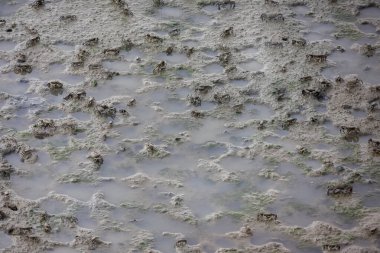 Çamurlu bir yüzeye dağılmış büyük bir yengeç grubu. Yengeçler kahverengi ve gri tonlarıdır ve çamur yüzeysel su birikintileriyle dokulu bir görünüme sahiptir..