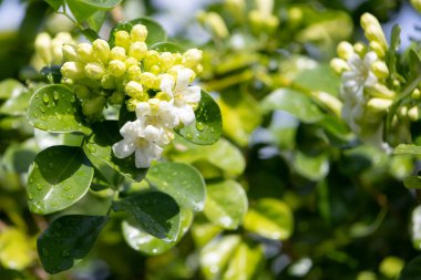Murraya, yemyeşil yaprakların arasında küçük yeşil tomurcuklardan oluşan bir panikleme yaşıyor. Yumuşak gün ışığında yıkanmış