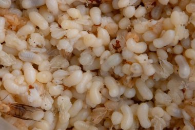 Beyaz ve saydam kırmızı karınca yumurtası, larva ve pupa kütleleri görünüyor. Ayrıca birkaç yetişkin kırmızı karınca ve kanatlı üreme de görülebilir. Bu görüntü, Tha 'da lezzet olarak kabul edilen bu böceklerin karmaşık yaşam döngüsünü yakalar.
