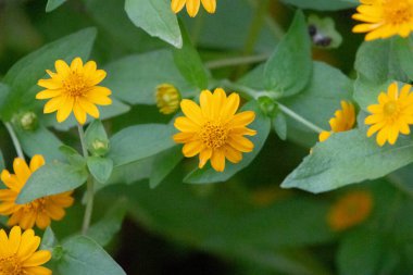 Parlak sarı Melampodium divaricatum çiçeklerinin yakın plan çekimi, Butter Daisies olarak da bilinir. Titreyen çiçekler, yumuşak yeşil yapraklara karşı duruyor..