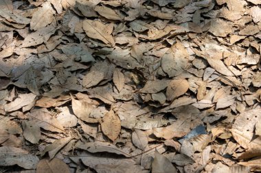 Toprağı kaplayan kuru ve kahverengi yapraklardan oluşan yoğun bir katmanın yukarıdan aşağı yakın çekimi. Güneş ışığı gölgeler yaratır ve düşen yaprak yığınının çeşitli doku ve şekillerini vurgular..