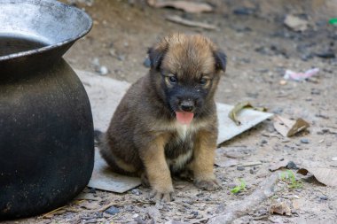 Dili dışarı fırlamış, yerde oturan küçük, sevimli bir köpek yavrusunun yakın plan çekimi. Yavru köpek kahverengi ve siyah kürke sahip ve kameraya doğru bakıyor. Koyu tencere solda görünüyor ve arka plan biraz bulanık..