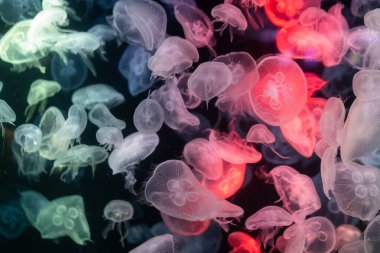 Canlı mavi ve yeşil neon ışıklarıyla aydınlatılan büyük bir grup renkli denizanasının yer aldığı büyüleyici sualtı sahnesi..