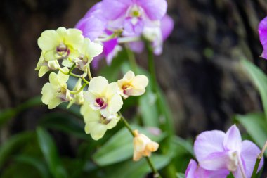 Çiçek açmış sarı orkideler kümesi. Çiçeklerin yumuşak taç yaprakları ve karmaşık ayrıntıları bulanık yeşil bir arkaplana güzelce yansıtılır..