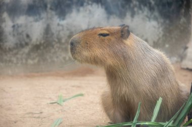 Büyük, kahverengi bir Capybara kumlu bir muhafaza üzerinde oturur ve bir çimen yaprağını kemirir. Rahatlamış ifadesi ve nazik tavrı onu hayvanat bahçesi ziyaretçileri arasında popüler bir hayvan yapıyor..