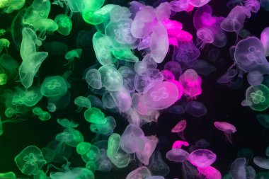 Canlı mavi ve yeşil neon ışıklarıyla aydınlatılan büyük bir grup renkli denizanasının yer aldığı büyüleyici sualtı sahnesi..