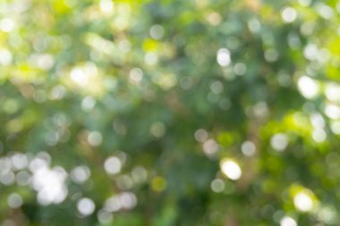 Yeşil bir bokeh arka planının güzel soyut görüntüsü. Yumuşak, odak dışı çevreler rüya gibi ve ruhani bir atmosfer yaratıyor..