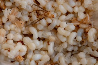 Beyaz ve saydam kırmızı karınca yumurtası, larva ve pupa kütleleri görünüyor. Ayrıca birkaç yetişkin kırmızı karınca ve kanatlı üreme de görülebilir. Bu görüntü, Tha 'da lezzet olarak kabul edilen bu böceklerin karmaşık yaşam döngüsünü yakalar.