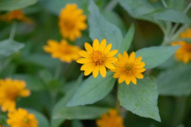 Parlak sarı Melampodium divaricatum çiçeklerinin yakın plan çekimi, Butter Daisies olarak da bilinir. Titreyen çiçekler, yumuşak yeşil yapraklara karşı duruyor..