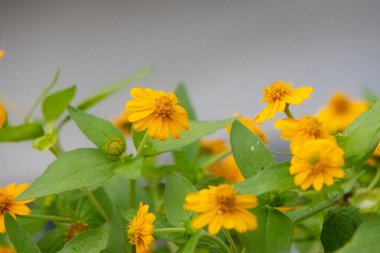 Parlak sarı Melampodium divaricatum çiçeklerinin yakın plan çekimi, Butter Daisies olarak da bilinir. Titreyen çiçekler, yumuşak yeşil yapraklara karşı duruyor..