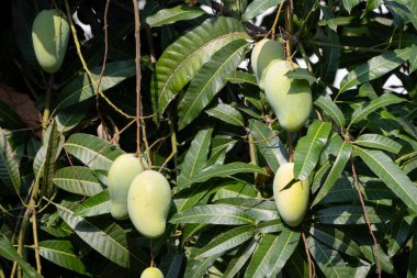 Olgunlaşmamış, yeşil mangoları mango ağacının dalından sarkan yakın plan çekimleri. Genç meyveler dallarla ve yapraklarla çevrili, yumuşak ve bulanık bir arka planı var..