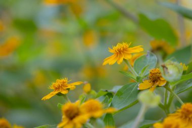 Parlak sarı Dahlberg Daisy (Thymophylla tenuiloba), Altın Post veya Pricklyleaf olarak da bilinir. Küçük, neşeli çiçek bulanık yeşil bir arka plana karşı duruyor.