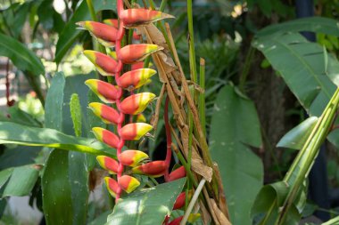 Canlı Heliconia rostrata çiçekleri, aynı zamanda Istakoz Pençesi ya da Sahte Cennet Kuşu olarak da bilinir. Çarpıcı kırmızı ve sarı frenler aşağı sarkıyor, tropik bir bahçede yemyeşil yapraklarla çevrili..