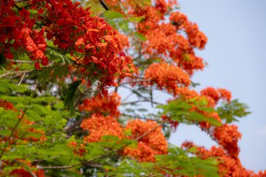 Flamboyant ağacının parlak turuncu kırmızı çiçekleri (Delonix regia), ayrıca Royal Poinciana veya Alev ağacı olarak da bilinir. Tüylü yeşil yapraklar, açık gökyüzüne karşı alevli çiçeklere karşı bir tezat oluşturuyor..