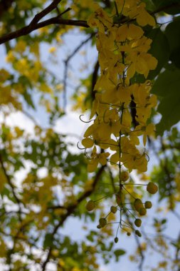 Altın Duş ağacından (Cassia fistülü) gelen parlak sarı çiçekler. Uzun, sarkık çiçek yarışları, Tayland 'da bulunan bu güzel tropikal ağacın tipik yeşil yapraklarıyla karışıyor..