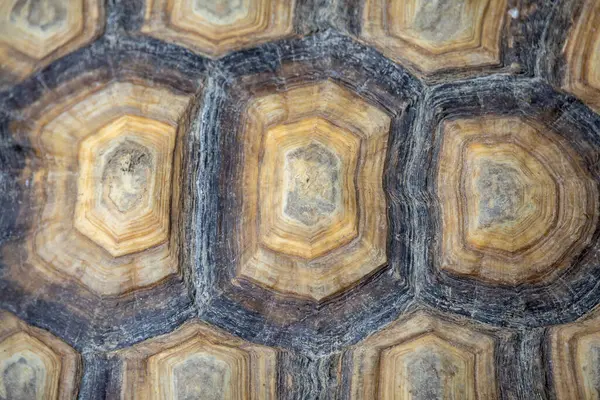 Kaplumbağa kabuğunun makro görüntüsü eşsiz desenlerini ve doğal dokularını kahverengi ve bej tonlarında sergiliyor..